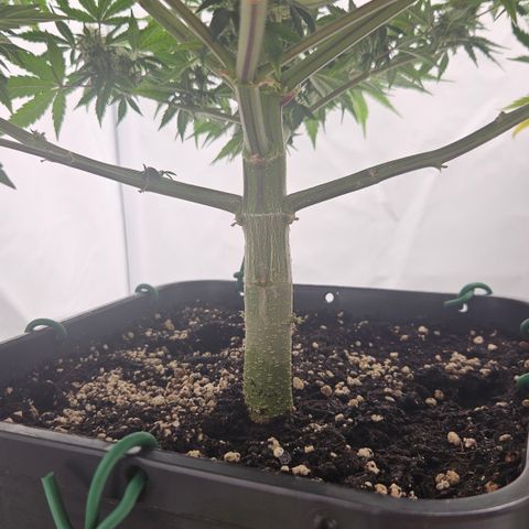 Orange Diesel 1 growlog timeline photo