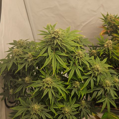 Orange Diesel 1 growlog timeline photo