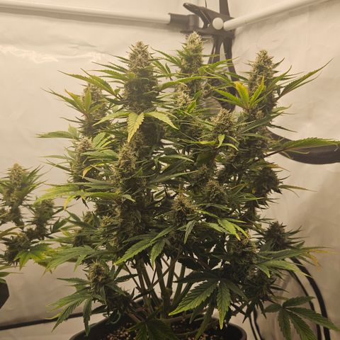 Orange diesel 2  growlog timeline photo