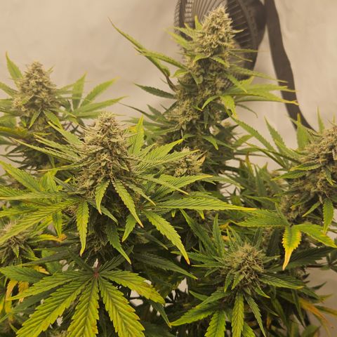 Orange diesel 2  growlog timeline photo