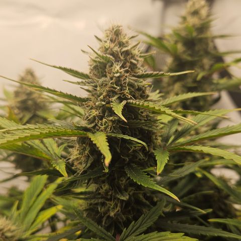 Orange diesel 2  growlog timeline photo