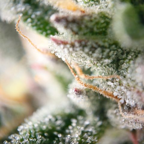 Orange diesel 2  growlog timeline photo