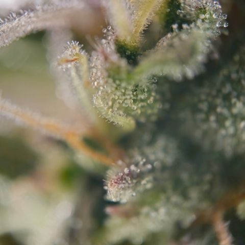 Orange diesel 2  growlog timeline photo