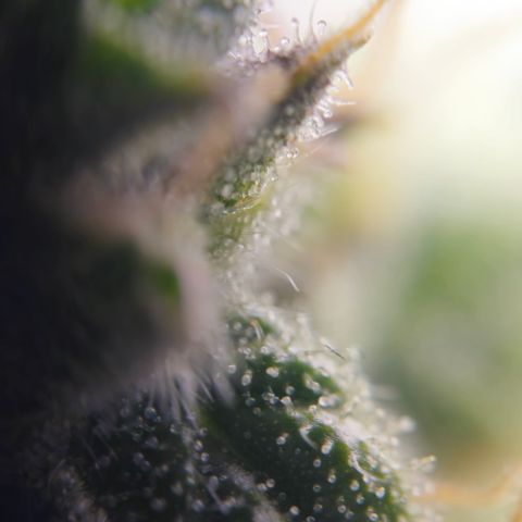 Orange Diesel 1 growlog timeline photo