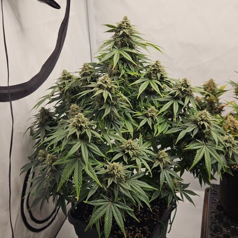 Orange Diesel 1 growlog timeline photo