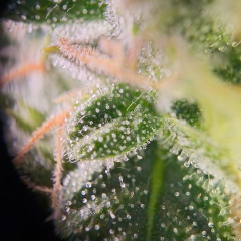 Orange Diesel 1 growlog timeline photo