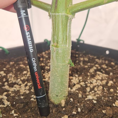 Orange Diesel 1 growlog timeline photo