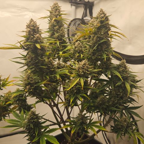 Orange diesel 2  growlog timeline photo