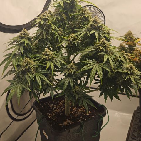 Orange Diesel 1 growlog timeline photo