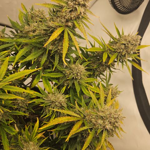 Orange diesel 2  growlog timeline photo