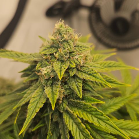 Orange Diesel 1 growlog timeline photo