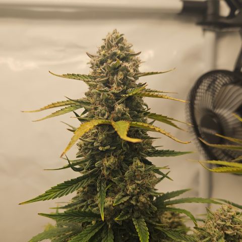 Orange diesel 2  growlog timeline photo