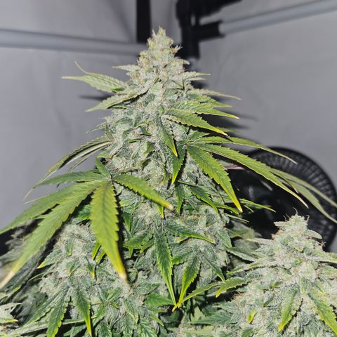 Orange Diesel 1 growlog timeline photo