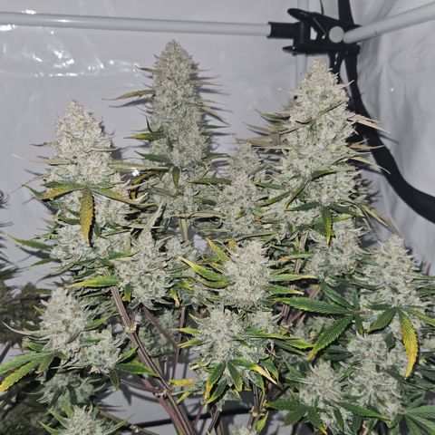 Orange diesel 2  growlog timeline photo