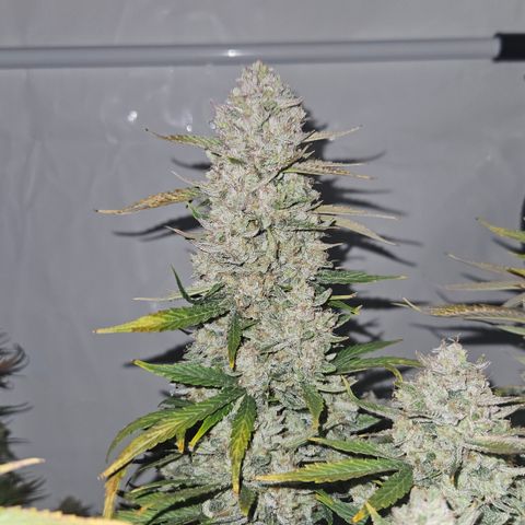 Orange diesel 2  growlog timeline photo