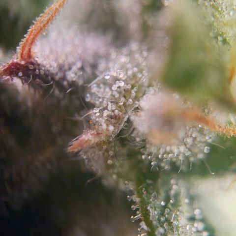 Orange Diesel 1 growlog timeline photo