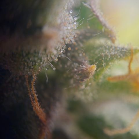 Orange diesel 2  growlog timeline photo