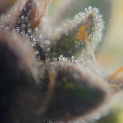 Orange diesel 2  growlog timeline photo