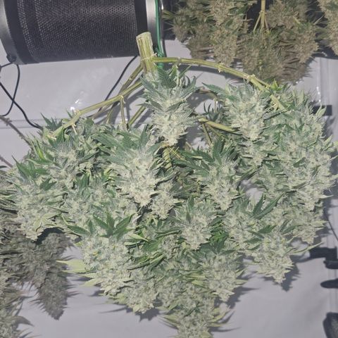 Orange Diesel 1 growlog timeline photo
