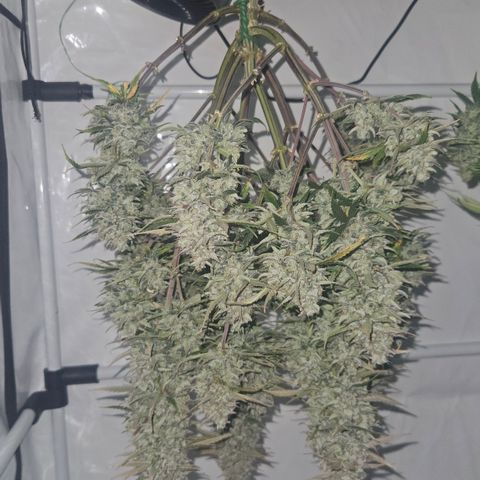 Orange diesel 2  growlog timeline photo