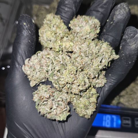 Orange Diesel 1 growlog timeline photo