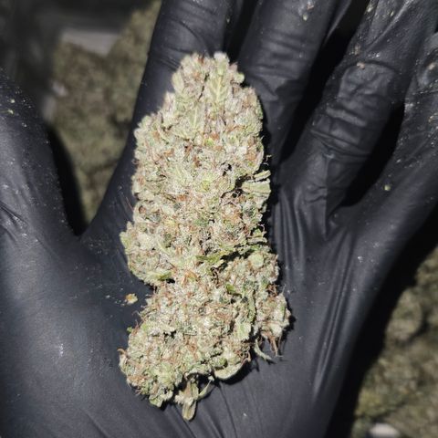 Orange Diesel 1 growlog timeline photo