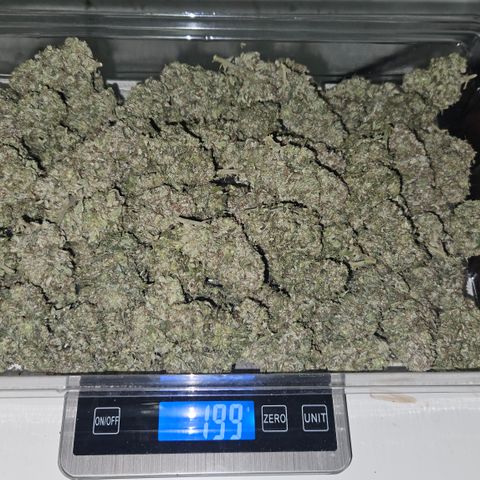 Orange Diesel 1 growlog timeline photo