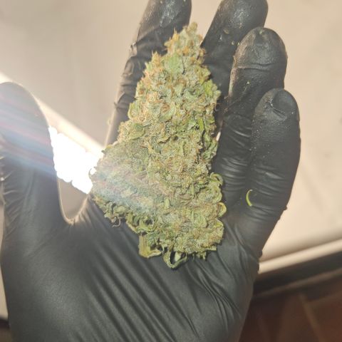 Orange Diesel 1 growlog timeline photo
