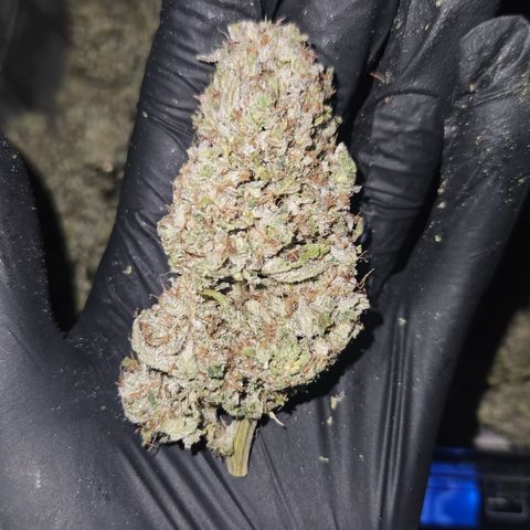 Orange Diesel 1 growlog timeline photo