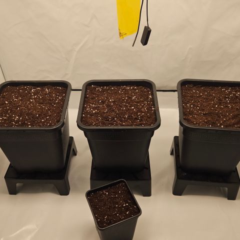 Purple Lemonade FF growlog timeline photo