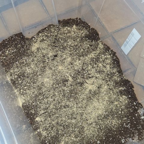 Purple Lemonade FF growlog timeline photo