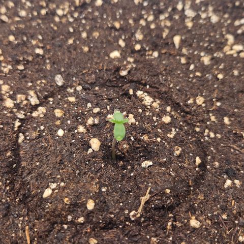 Purple Lemonade FF growlog timeline photo