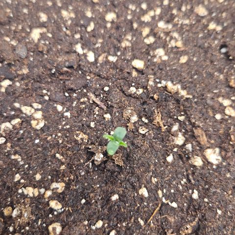 Forbidden Runtz Auto growlog timeline photo