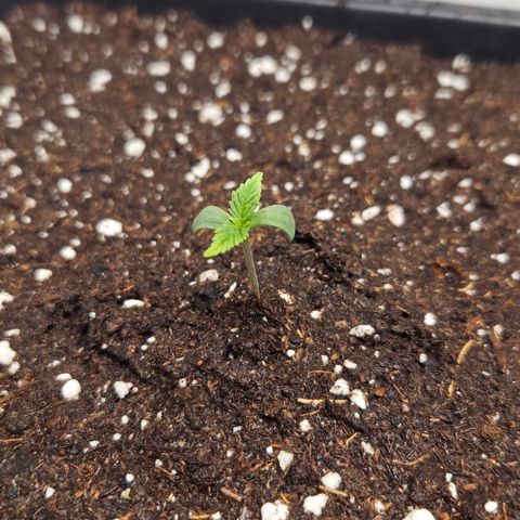 Forbidden Runtz Auto growlog timeline photo