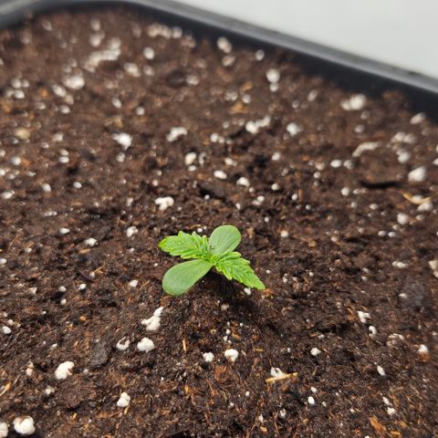 Purple Lemonade FF growlog timeline photo