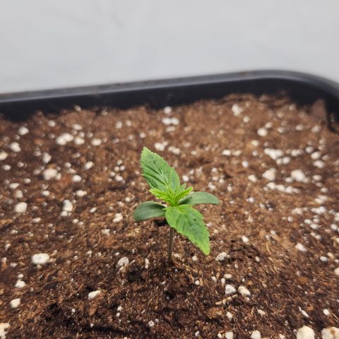 Forbidden Runtz Auto growlog timeline photo