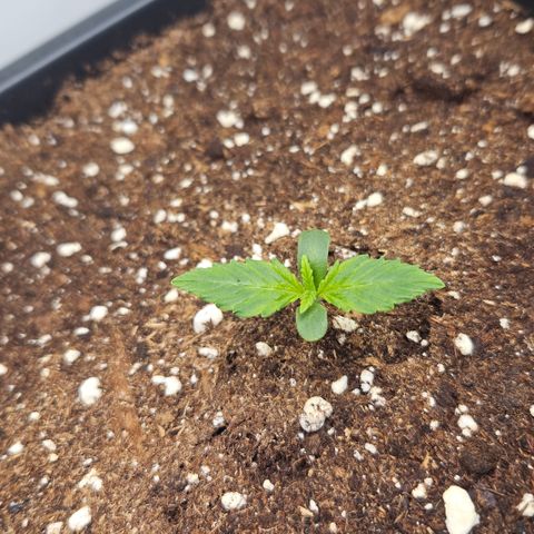 Purple Punch growlog timeline photo