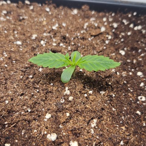 Purple Lemonade FF growlog timeline photo