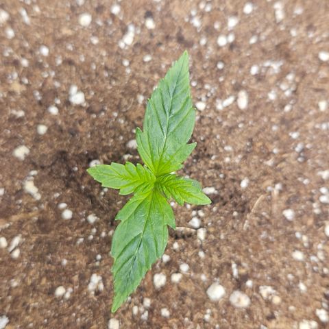 Forbidden Runtz Auto growlog timeline photo
