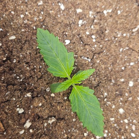 Purple Lemonade FF growlog timeline photo