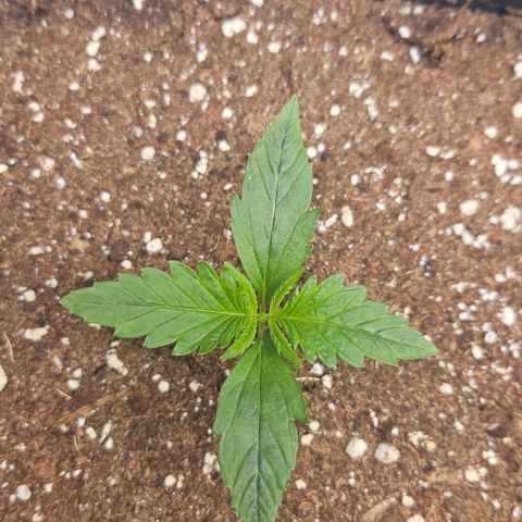 Forbidden Runtz Auto growlog timeline photo