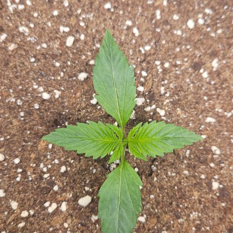 Purple Punch growlog timeline photo