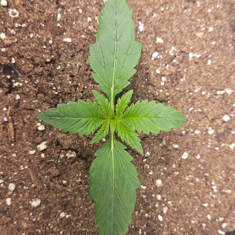 Purple Lemonade FF growlog timeline photo