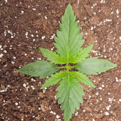 Forbidden Runtz Auto growlog timeline photo