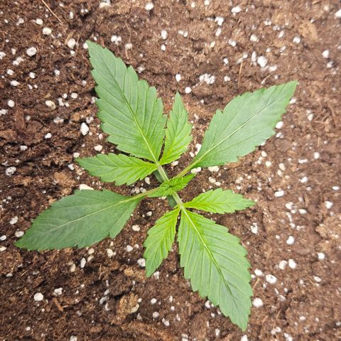 Purple Punch growlog timeline photo