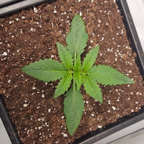 Purple Lemonade FF growlog timeline photo