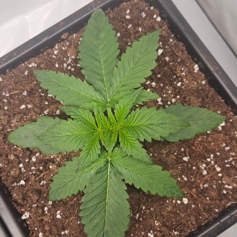 Purple Lemonade FF growlog timeline photo
