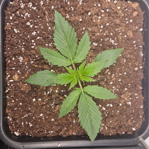 Purple Punch growlog timeline photo