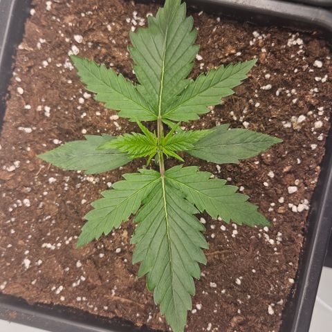Forbidden Runtz Auto growlog timeline photo