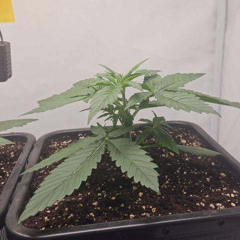 Purple Lemonade FF growlog timeline photo